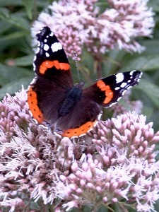 Plantas de mariposas
