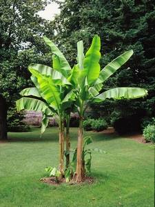 Bananeras