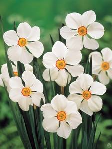 Narcisos Poéticos