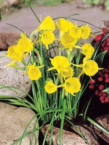 Narcisos bulbocodium