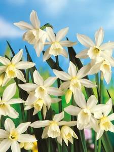 Narcisos Triandrus