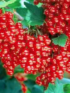 Bayas Rojas
