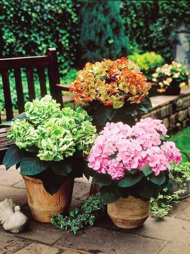 Hortensias Mágicas