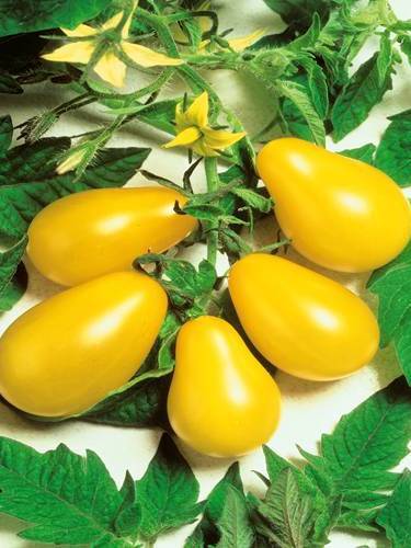 Otras Verduras