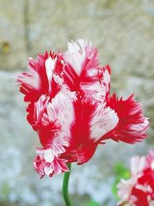 Tulipanes Loro