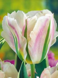 Tulipanes Viridiflora