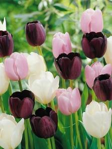 Colecciones de Tulipanes
