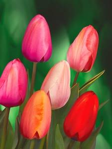 Tulipanes Darwin híbridos
