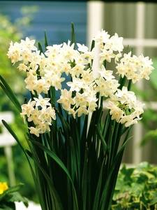 Narcisos Tazetta