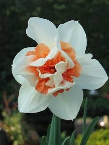 Narcisos de doble floración