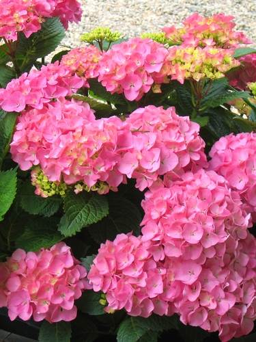 Hortensia campanula