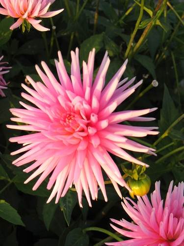 Dalias de Cactus