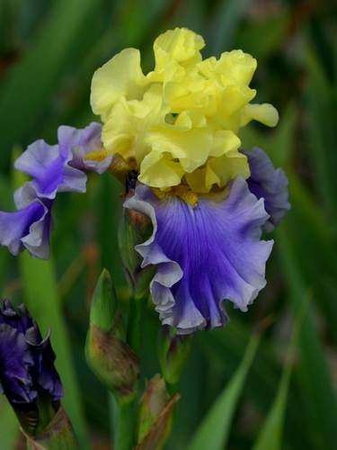 Germanica - Iris barbado