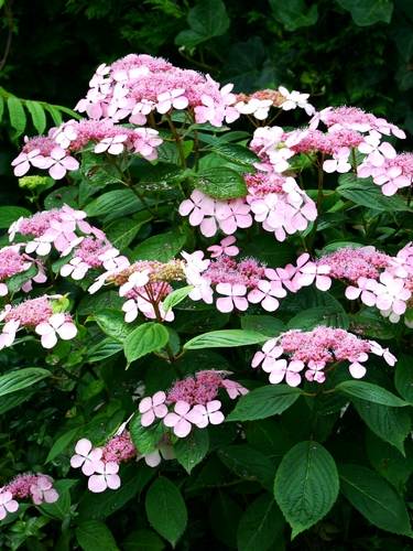 Hortensia Serrata