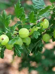 Grosellas