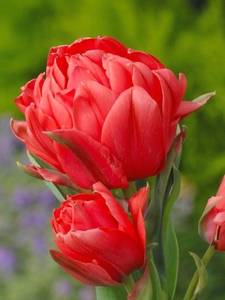Tulipanes Greigii