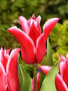 Tulipanes Lelie