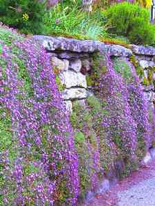 Aubretia