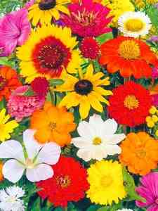 Semillas de Flores