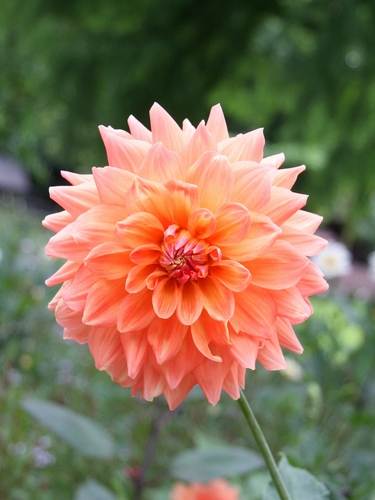Dalias decorativas