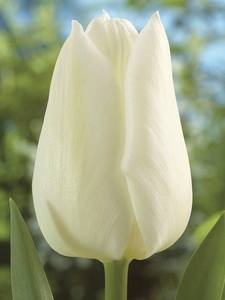 Tulipanes Triunfo