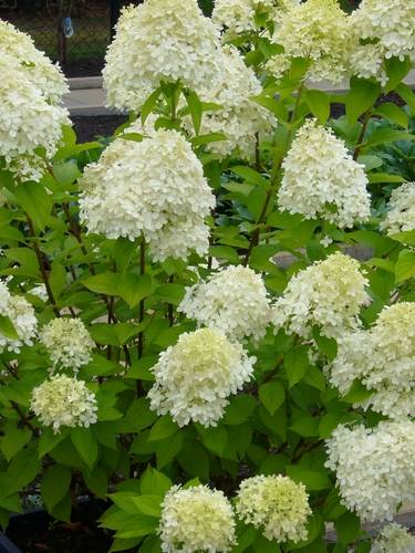 Plumaria Paniculata