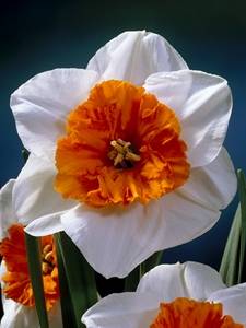 Narcisos coronados