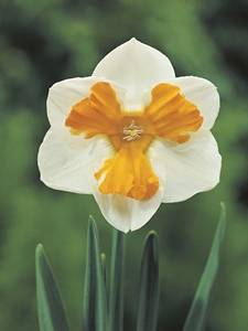 Narcisos de Copa Partida