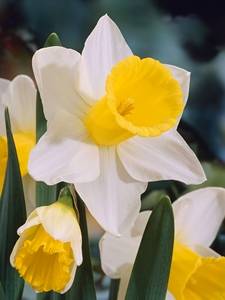 Narcisos
