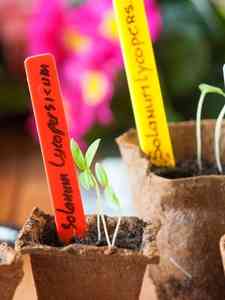 Etiquetas para Plantas
