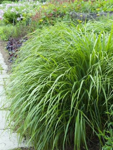 Calamagrostis