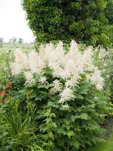 Género Aruncus