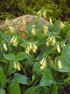 Symphytum