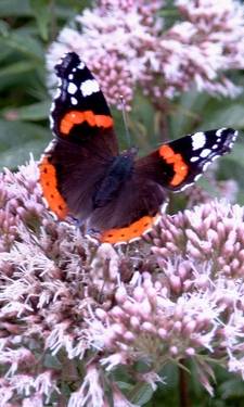 Plantas de mariposas