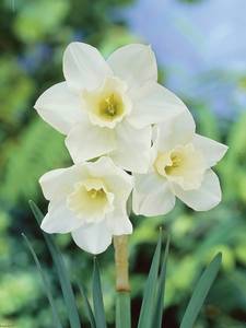 Jonquilla Narcisos