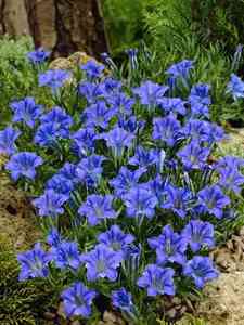 Genciana