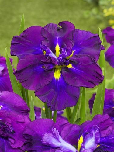 Iris Japonesa
