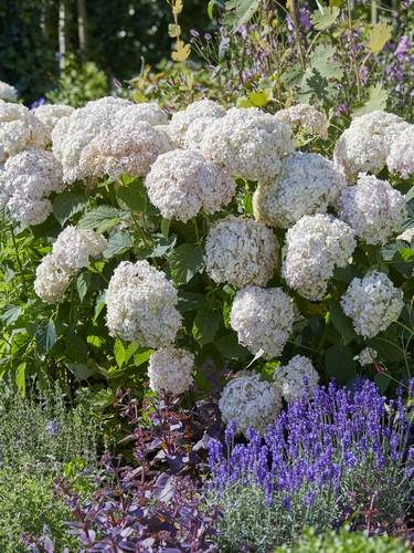 Hortensia Arborescens