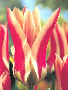 Tulipanes Fosterianas