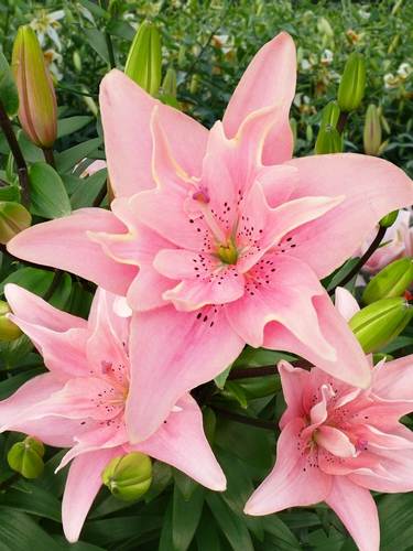 Lirios de Doble Flor