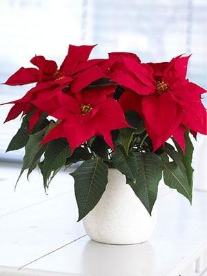 Flores de Pascua