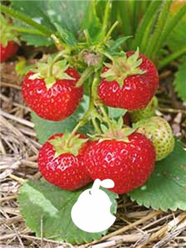 Fruta