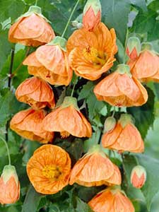 Abutilón