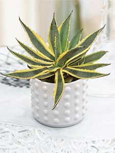 Agave