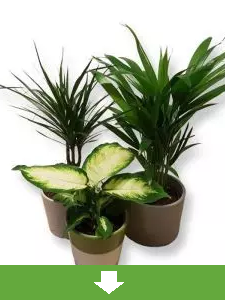 Todas las Plantas de Interior
