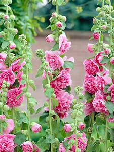 Althea - Malva Real