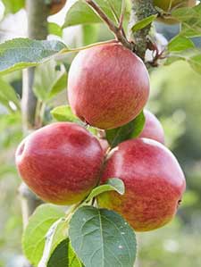 Manzanos