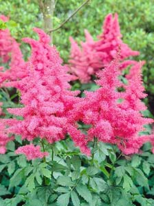 Astilbe