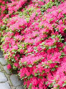 Azalea