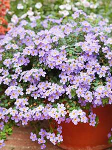 Plantas Colgantes